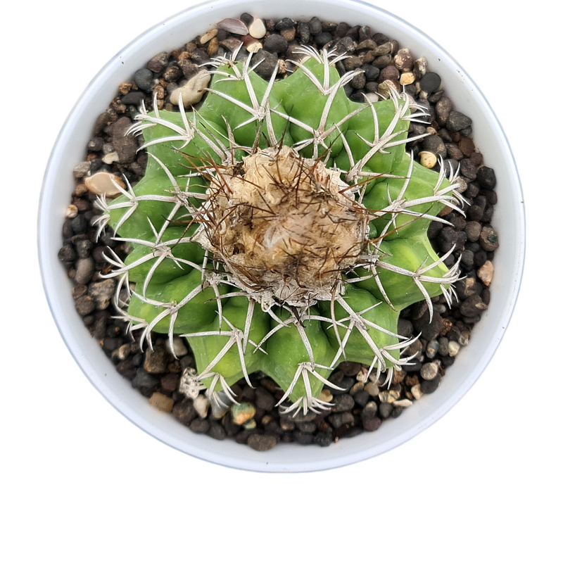 Discocactus pesidohostti ssp crystallophilus D.K43