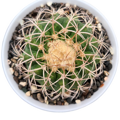 Discocactus eptacanthus subs araneispinus D.E33
