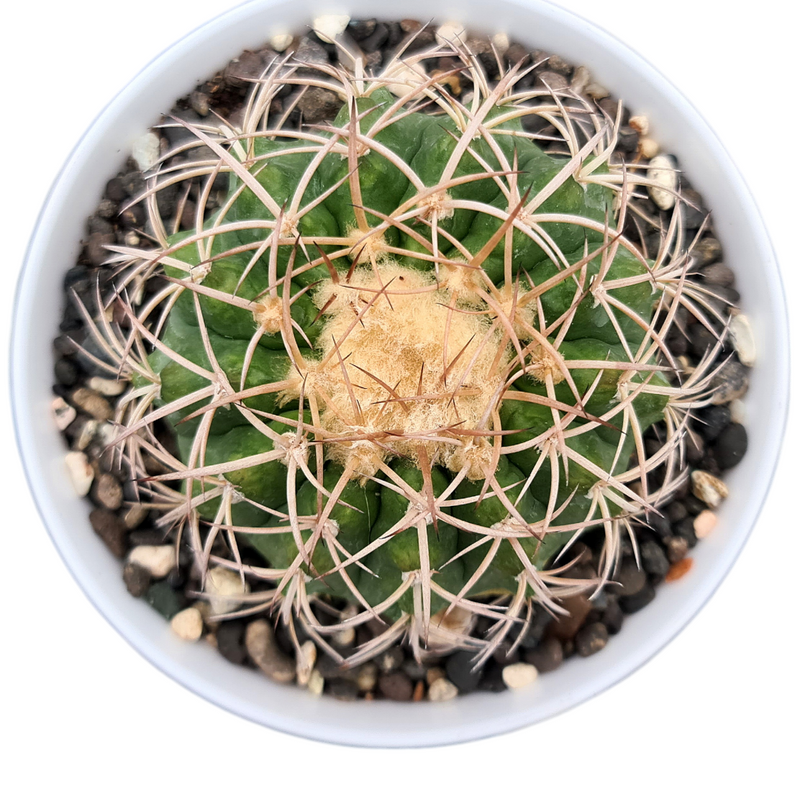 Discocactus eptacanthus subs araneispinus D.E33