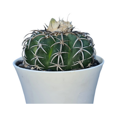 Discocactus placentiformis D.G56