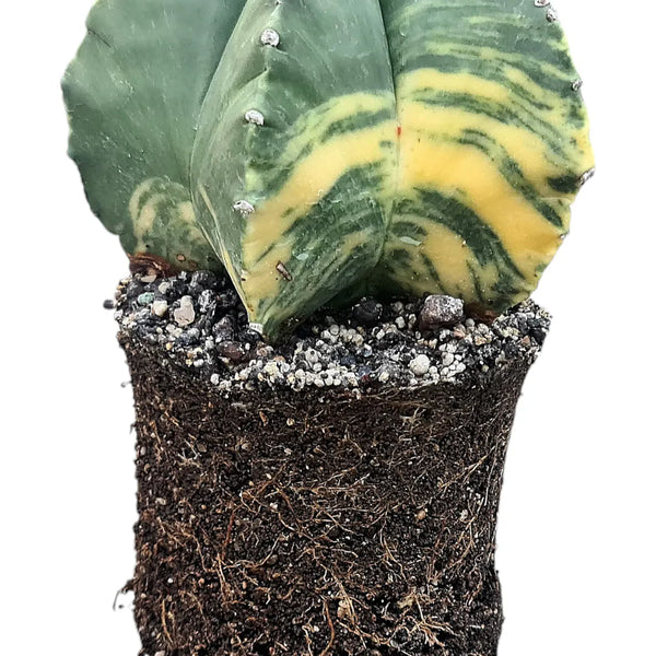 Potting mix Cactus and succulent