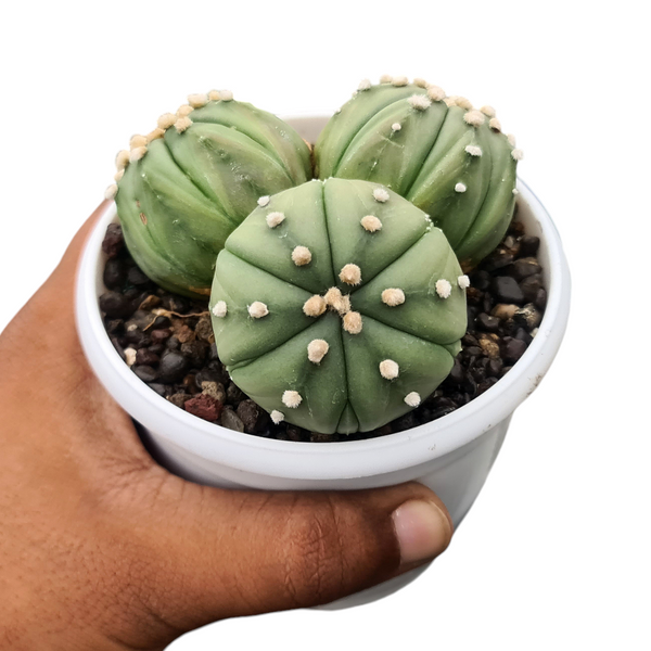 Astrophytum asterias clump