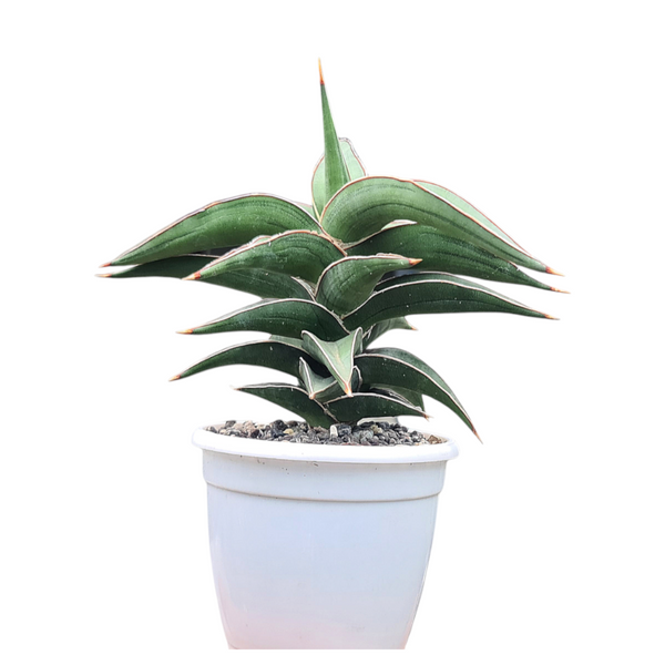 Sansevieria lavranos 23251