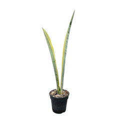 Sansevieria aslam
