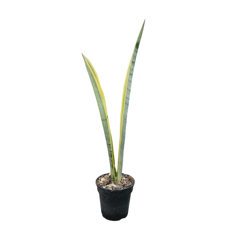Sansevieria aslam