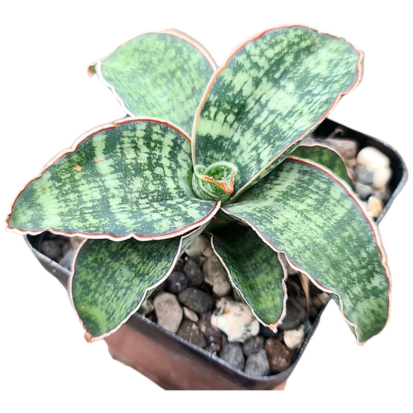 Sansevieria hargeisana Hargeysa CG207.2