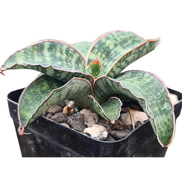 Sansevieria hargeisana Hargeysa CG207.2