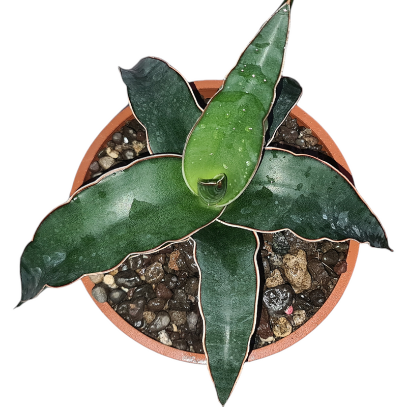 Sansevieria black donsii