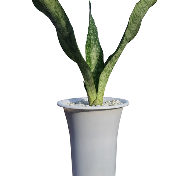 Sansevieria aubrytiana ( SNAKE PLANT  oxygen plant succulents )