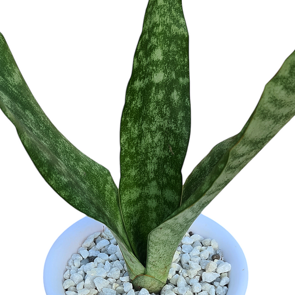 Sansevieria aubrytiana ( SNAKE PLANT  oxygen plant succulents )