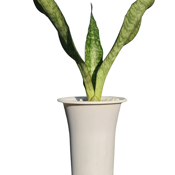 Sansevieria aubrytiana ( SNAKE PLANT  oxygen plant succulents )