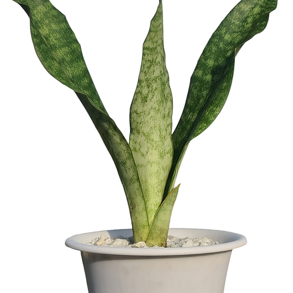 Sansevieria aubrytiana ( SNAKE PLANT  oxygen plant succulents ) 6_INCH_POT_DIAMITAR WITHOUT_POT