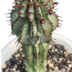 Euphorbia polygana snowfl