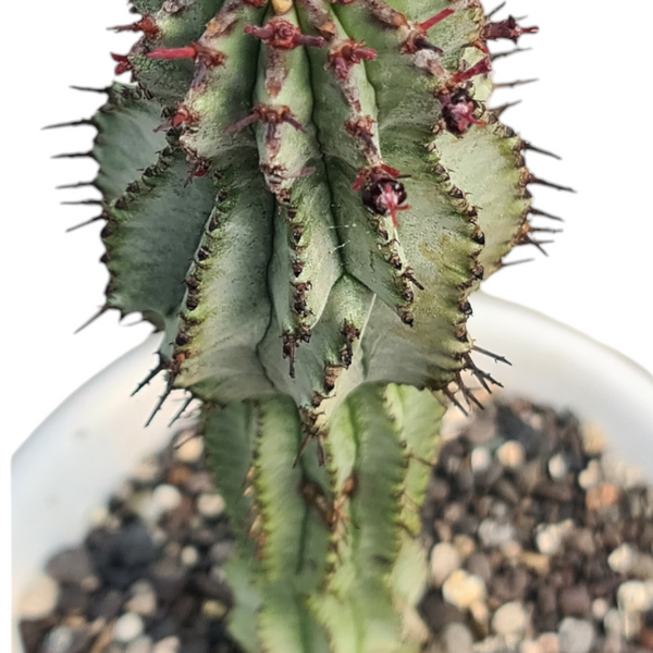 Euphorbia polygana snowfl