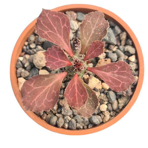 Euphorbia monadenium lugardiae
