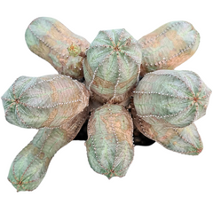 Euphorbia obesa hybrid