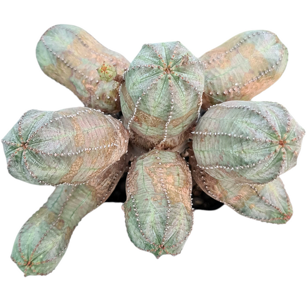 Euphorbia obesa hybrid