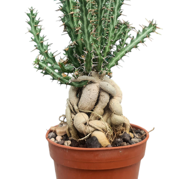 Euphorbia Knuthii