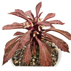 Euphorbia Monadenium tanzania red