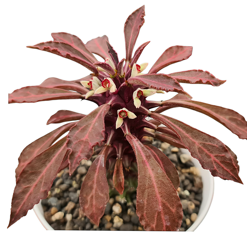 Euphorbia Monadenium tanzania red