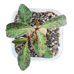 Euphorbia khandalensis red leaf