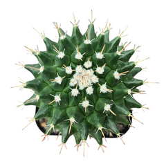 Mammillaria compressa f. bernalensis