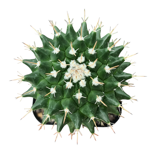 Mammillaria compressa f. bernalensis