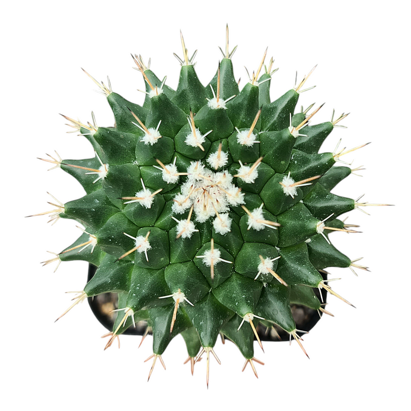 Mammillaria compressa f. bernalensis