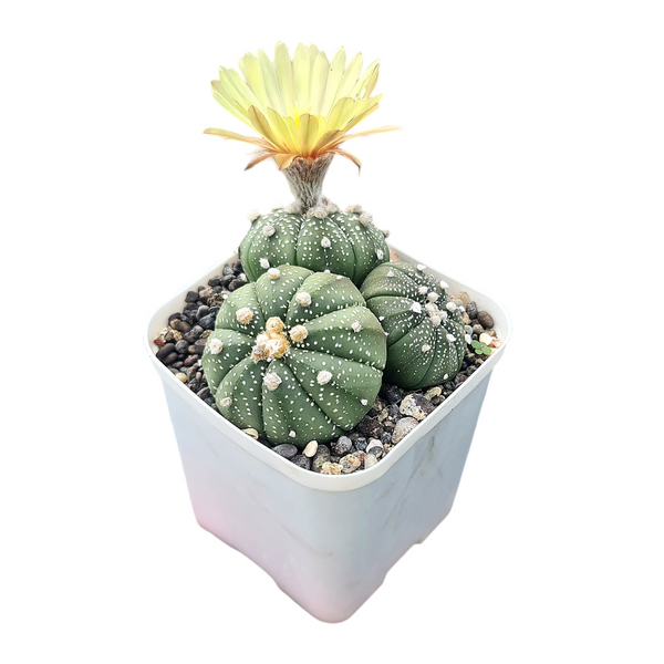 Astrophytum Asterias cv superkabuto clump A56