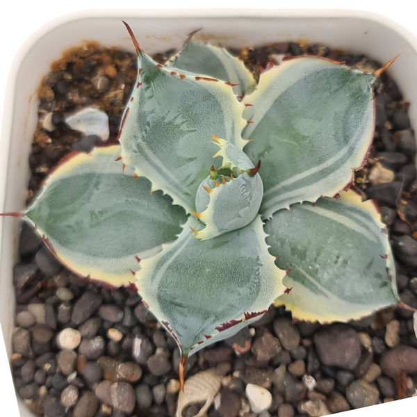 Agave isthmensis kabutogani marginata variegated