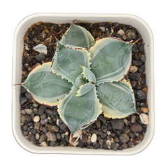 Agave isthmensis kabutogani marginata variegated