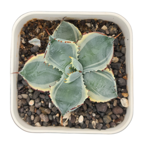 Agave isthmensis kabutogani marginata variegated