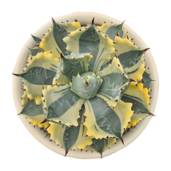 Agave isthmensis ‘Kabutogani Variegata’