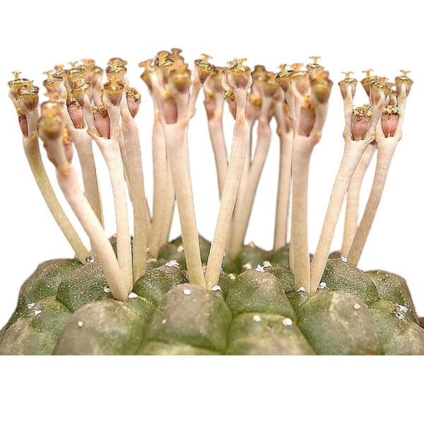 Euphorbia gymnocalycioides