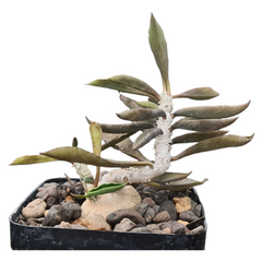 Euphorbia Ambovombensis