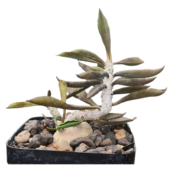 Euphorbia Ambovombensis