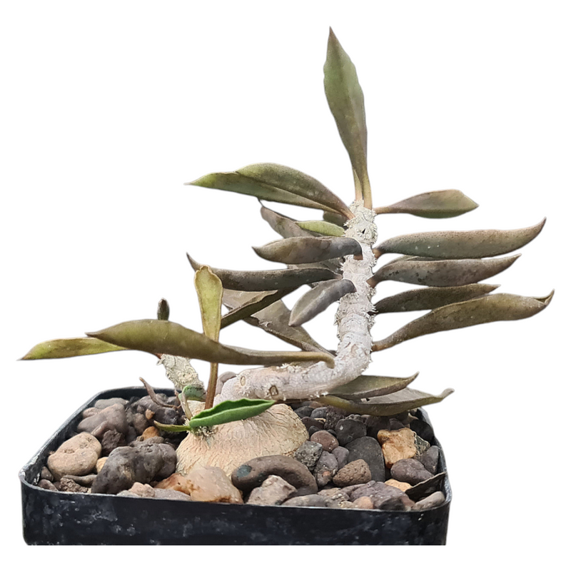 Euphorbia Ambovombensis