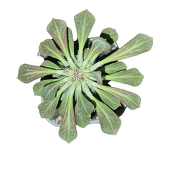 Euphorbia Monadenium reflexum Ethiopia