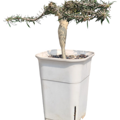 Euphorbia beharensis cv rossi