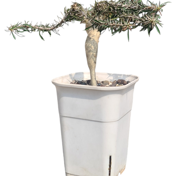 Euphorbia beharensis cv rossi