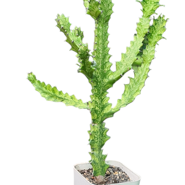 Euphorbia lactea variegated (gifting plants plant succulents LONG CACTUS  ) 6_INCHS_RAUND_N_POT WITHOUT_POT_SHIPPING