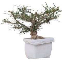 Euphorbia rossi pure