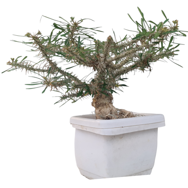 Euphorbia rossi pure