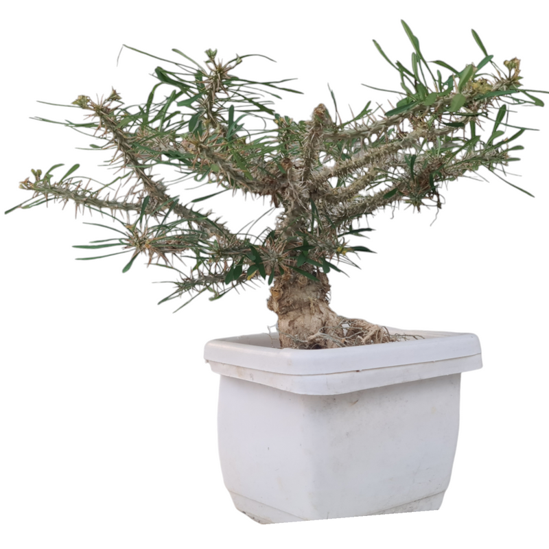 Euphorbia rossi pure