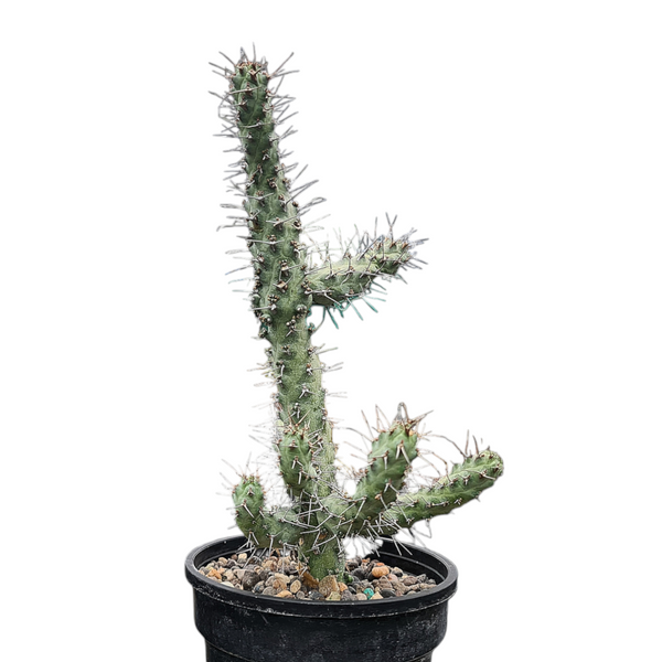 Euphorbia horwoodii
