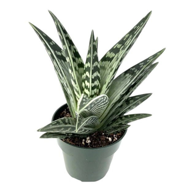 Aloe Gonialoe variegata-succulent plants