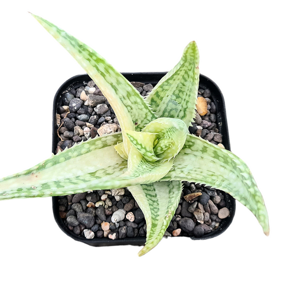 Aloe barbadensis verigated