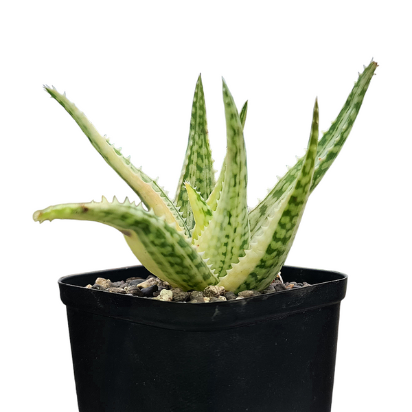 Aloe barbadensis verigated