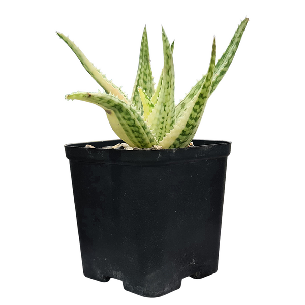 Aloe barbadensis verigated