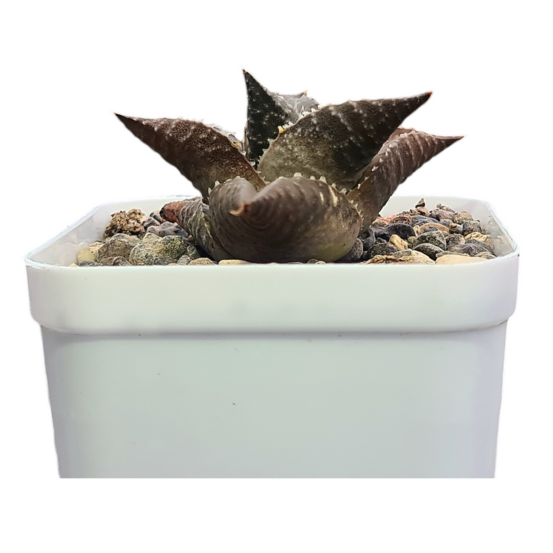 Haworthia venosa tessellata